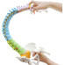 Flexible Spinal Column with Colour Coded Regions