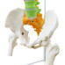 Flexible Spinal Column with Colour Coded Regions