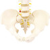 Flexible Vertebral Column