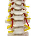 Flexible Vertebral Column