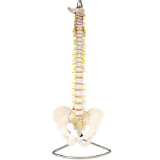 Flexible Vertebral Column