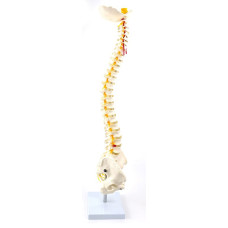 Ultra Flexible Vertebral Column with Open Sacrum