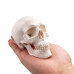 Mini Skull