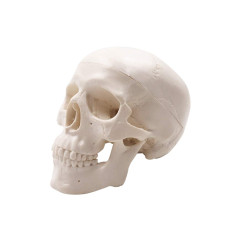 Mini Skull