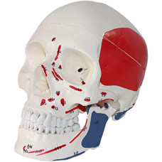 Human Skull With Colored Muscular, 3 parts