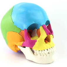 Coloured Skull, details, 22 parts