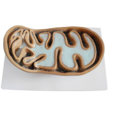 Mitochondria Model