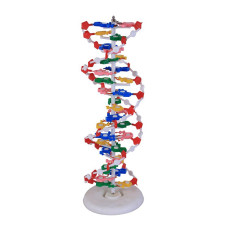 DNA Model (16-base pair)