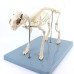 Feline (Cat) Skeleton Model