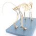 Feline (Cat) Skeleton Model