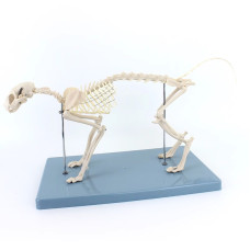 Feline (Cat) Skeleton Model