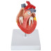 Canine Heart Model