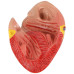 Canine Heart Model