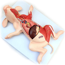 Fetal Pig Model