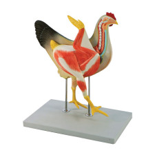 Hen Model