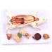 Rat Dissection Model, 6 parts