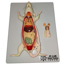 Rat Dissection Model, 6 parts