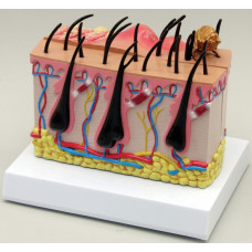 Canine Dog Skin with Flea Bite Model